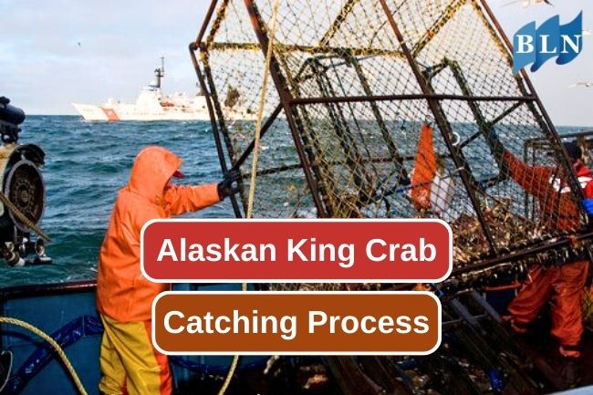 Unveiling the Adventure of Harvesting Alaskan King Crab